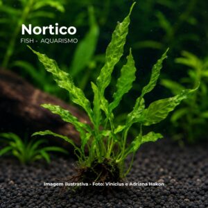 PLANTA MICROSORIUM PTEROPUS*