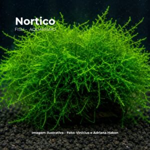 PLANTA MUSGO DE JAVA*