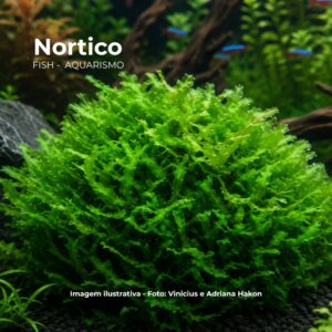 PLANTA MUSGO (ROUND PELIA)