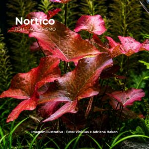 PLANTA NINFEA  RUBRA