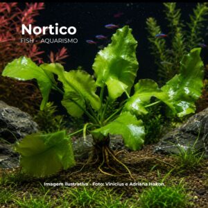 PLANTA NUPHAR JAPONICA