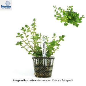 Rotala repens