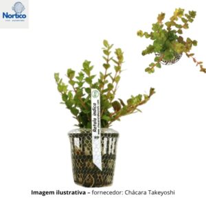 Rotala indica