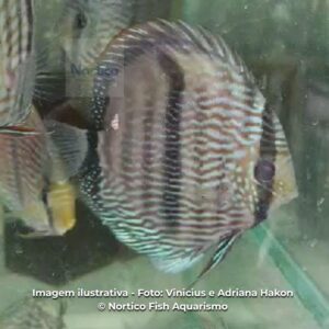 DISCO HECKEL GR (SELVAGEM) ph-6.6             (E)