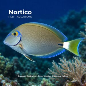 ACANTHURUS BAHIANUS M/G                        (E)