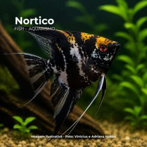 ACARA MARMORATO MD ph-6.8*                     (A)