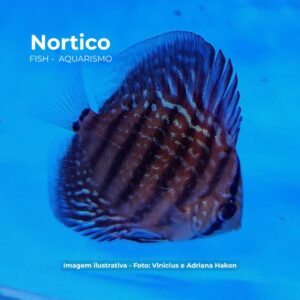 Acara Disco Turqueza 5 a 6cm