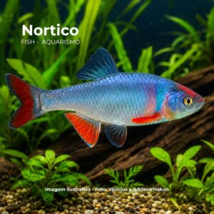 BARBUS RED SHINER                              (E)