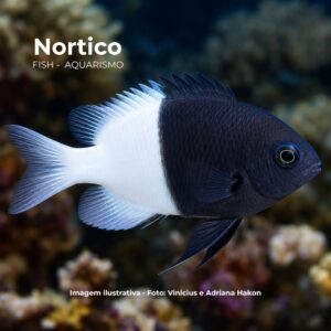 BICOLOR CHROMIS                                (E)