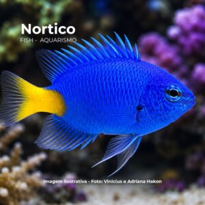 DAMSEL BLUE YELLOW TAIL      (E)