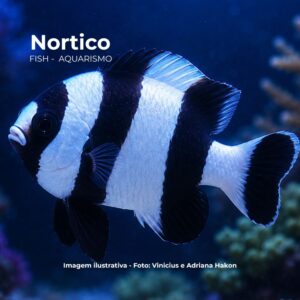 DAMSEL FOUR STRIPED GD