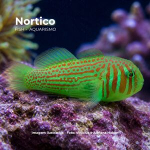 GOBY CLOWN GREEN                               (E)