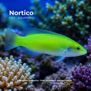 WRASSE GREEN CORIS                        (E)