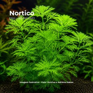 PL /VASO HOTTONIA PALUSTRIS