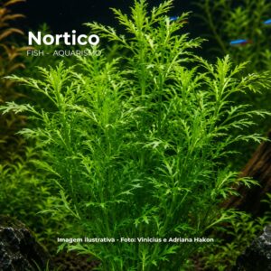 PL /VASO LUDWIGIA RED