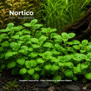 PL /VASO LOBELIA CARDINALIS NANA