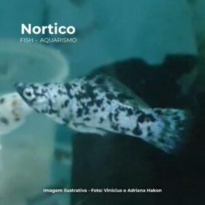 MOLINESIA DALMATA MTZ ph-7.2                   (A)