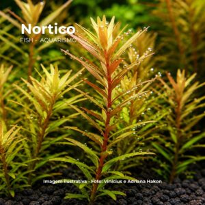 PL /VASO ROTALA ROTUNDIFOLIA