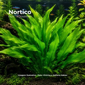 PLANTA AMAZONENSE VERDADEIRA*