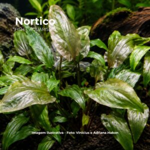 PLANTA CRYPTOCORYNE PONTEDERIFOLIA