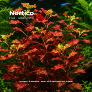 PLANTA LUDWIGIA GLANDULOSA*