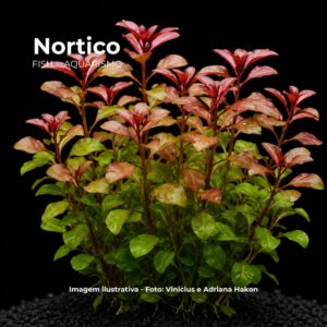 PLANTA LUDWIGIA PALUSTRIS*