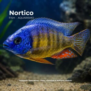 PROTOMELAS FENESTRATUS (TAIWAN REEF)  (A)