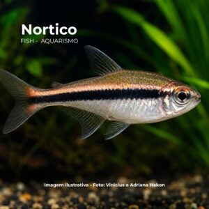 TETRA NEON CHOCOLATE ph-7.0                    (E)