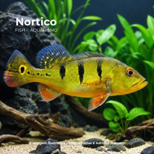 TUCUNARE AMARELO 12 A 15 CM