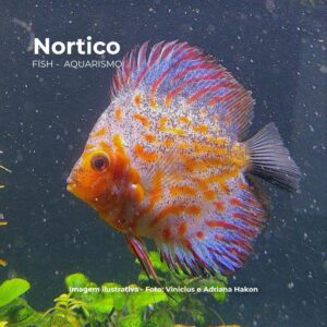 acara disco Pigeon Adulto media 12 a 13cm