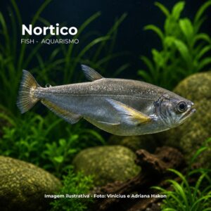 PEIXE CACHORRA 24 A 28 CM   (E)