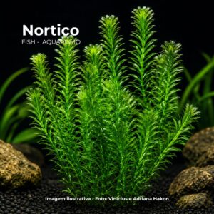 PL /VASO EGERIA DENSA (ELODEA)