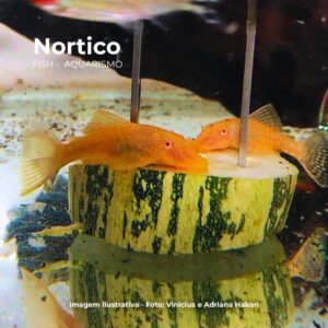 CASCUDO ANCISTRUS ALBINO MTZ