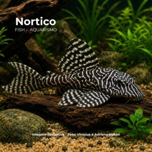 CASCUDO ZEBRA KING L066