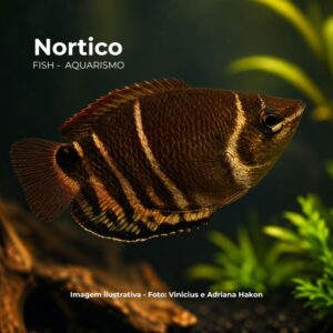GOURAMI CHOCOLATE                              (E)