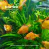 BARBUS SUMATRA RED GR 3 barbus red