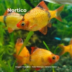 BARBUS SUMATRA RED GR